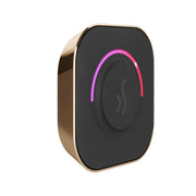 TempoTouch Steam Shower Control and Steamhead in Polished Gold — Polished Gold